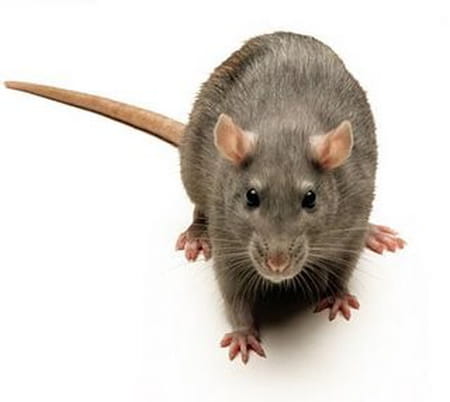 Pascal Danel - Les Rats Pascal Danel - Les Rats