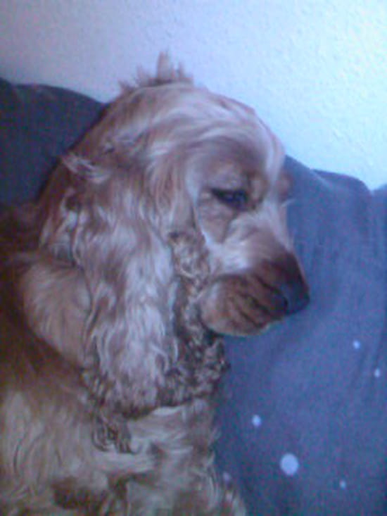 Pourquoi mon chien Pourquoi mon chien