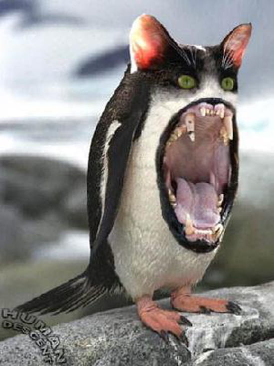 Les Pingouins Ont Ils Des Genoux Les pingouins ont ils des dents