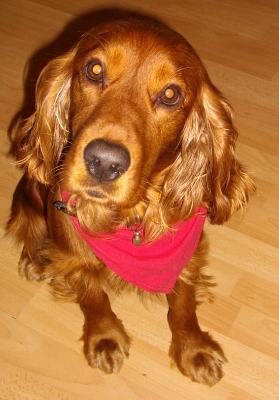 Pourquoi mon chien Pourquoi mon chien