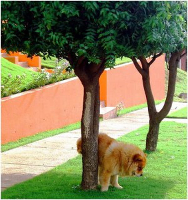 Comment empêcher mon chien de faire ses besoins dans la Comment empêcher mon chien de faire ses besoins dans la